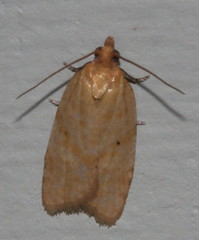 Clepsis therina