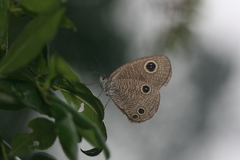 Ypthima sinica