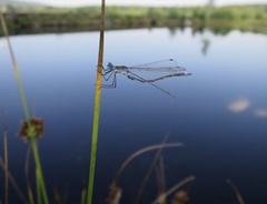 Lestes sponsa