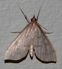 Metasia dicealis
