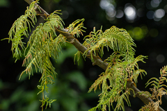 Selaginella myosurus