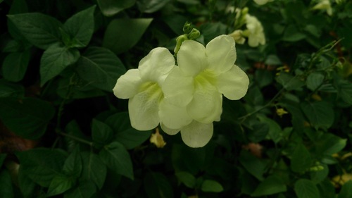 Asystasia alba