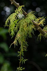 Selaginella myosurus