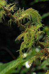 Selaginella myosurus