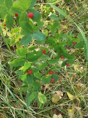 Lonicera chamissoi