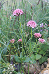 Astrantia maxima
