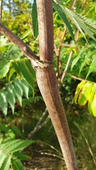 Chaerophyllum bulbosum