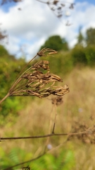 Chaerophyllum bulbosum