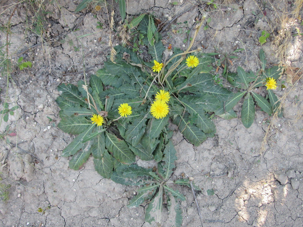 Dandelion
