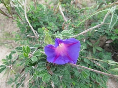 Ipomoea pubescens