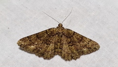 Peribatodes ilicaria