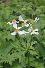 Anemonastrum fasciculatum
