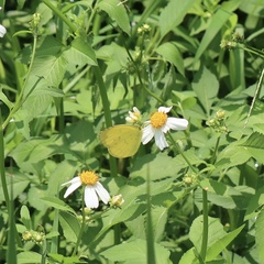 Eurema blanda arsakia