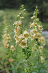 Digitalis ciliata