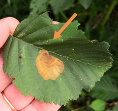 Phyllonorycter strigulatella