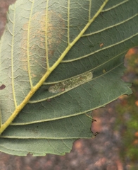 Phyllonorycter strigulatella