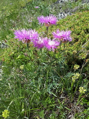 Psephellus caucasicus