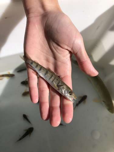 Huchen (Hucho hucho) — Salmonidae — 3