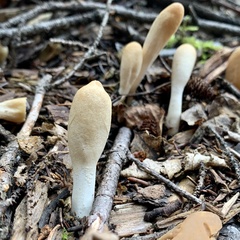 Trichoderma leucopus