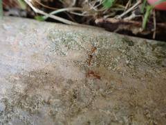 Anoplolepis gracilipes