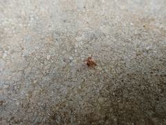 Anoplolepis gracilipes