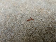 Anoplolepis gracilipes