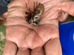 Cryptotympana facialis