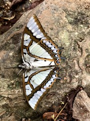 Polyura weismanni