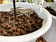 Polypedates leucomystax