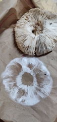 Leucoagaricus barssii