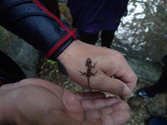 Diploderma polygonatum polygonatum