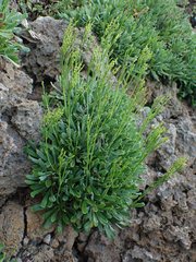Limonium wrightii wrightii