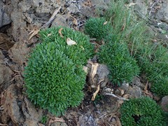 Limonium wrightii wrightii