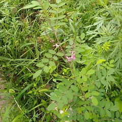Indigofera tinctoria