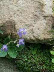 Dorcoceras hygrometricum