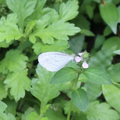 Leptosia nina niobe