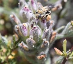 Chloropyron maritimum maritimum