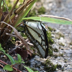 Polyura eudamippus formosana