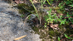 Polyura eudamippus formosana