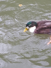 Anas platyrhynchos domesticus