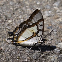 Polyura eudamippus formosana