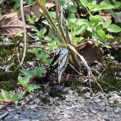 Polyura eudamippus formosana