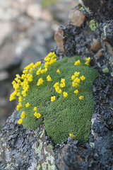 Draba rigida