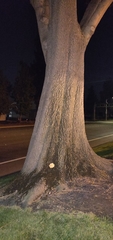 Basidiomycota