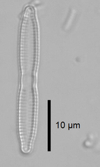 Fragilaria