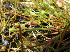 Juncus ranarius