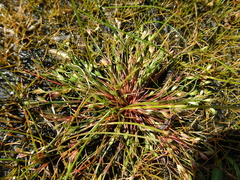 Juncus ranarius