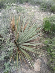 Dasylirion parryanum