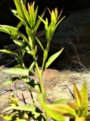 Atkinsonia ligustrina