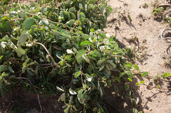 Cissus rotundifolia image
